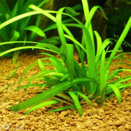 Sagittaria Subulata