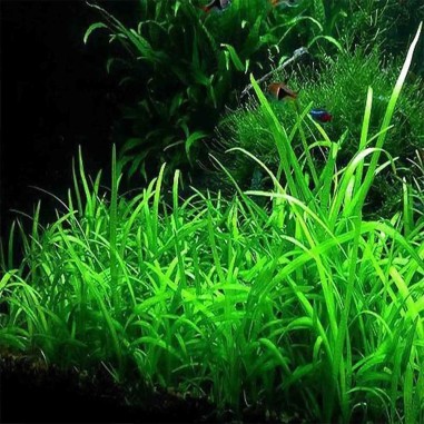 Sagittaria Subulata
