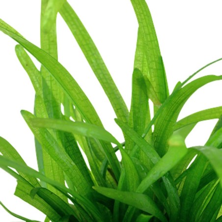 Sagittaria Subulata