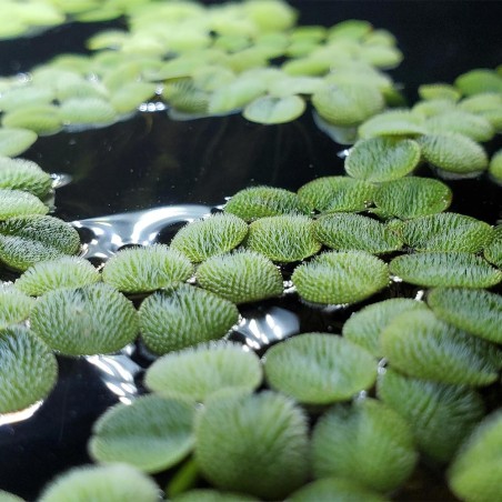 Salvinia Minima