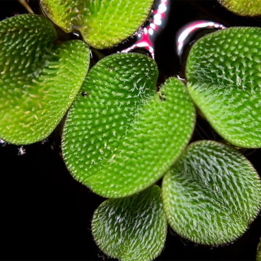 Salvinia Minima