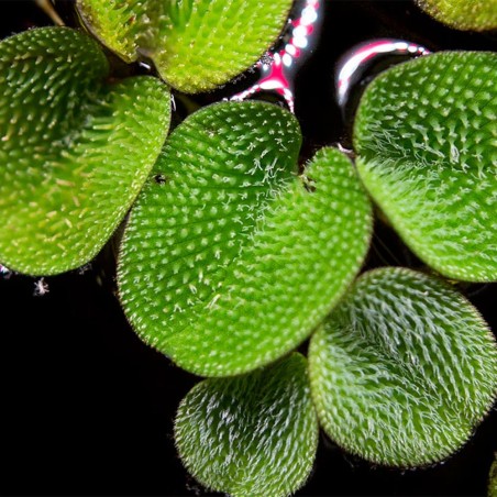 Salvinia Minima