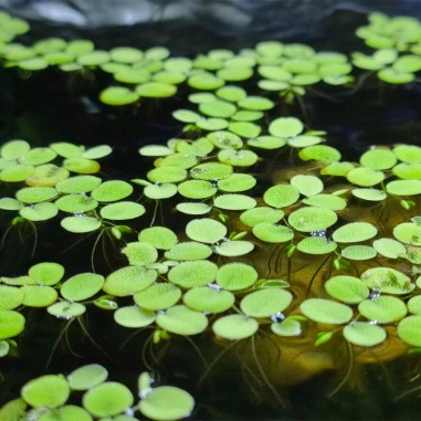 Salvinia Minima