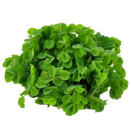 Salvinia Minima