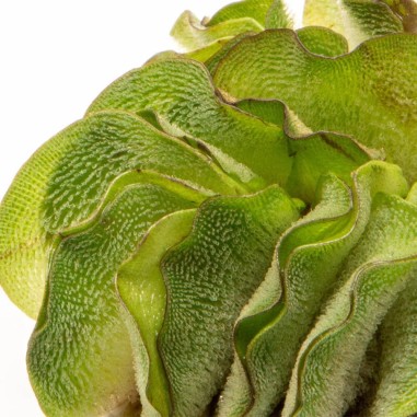 Salvinia Natans