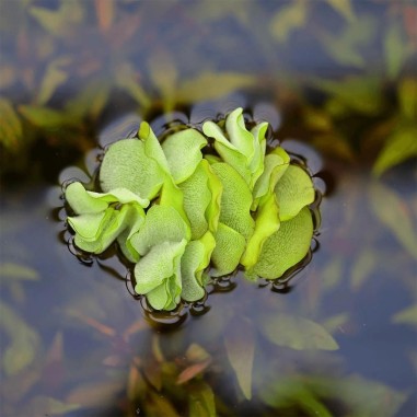 Salvinia Natans