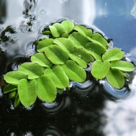 Salvinia Natans