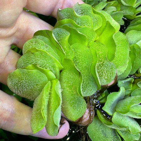 Salvinia Natans