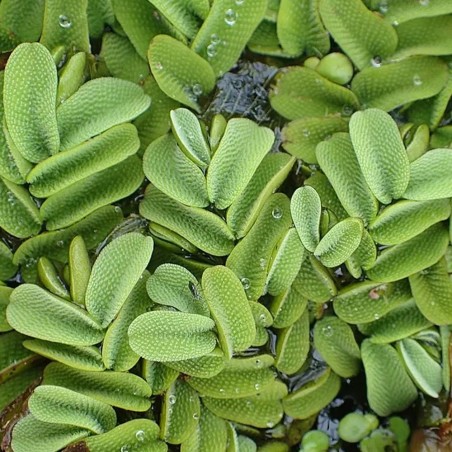 Salvinia Natans