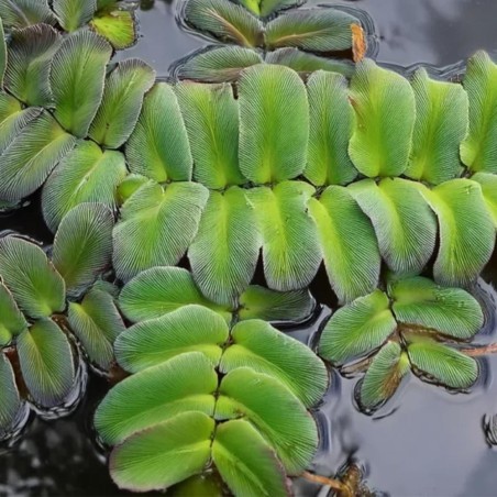 Salvinia Natans
