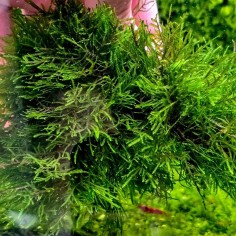Spiky Moss in Vitro 2