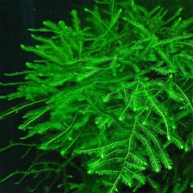 Spiky Moss in Vitro
