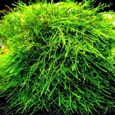 Spiky Moss in Vitro