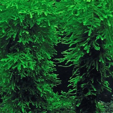 Spiky Moss in Vitro