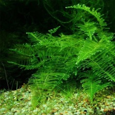 Taiwan Moss (Taxiphyllum Alternans) in Vitro 2