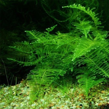 Taiwan Moss (Taxiphyllum Alternans) in Vitro
