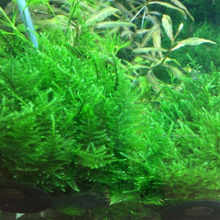 Taiwan Moss (Taxiphyllum Alternans) in Vitro Taiwan Moss (Taxiphyllum Alternans) in Vitro