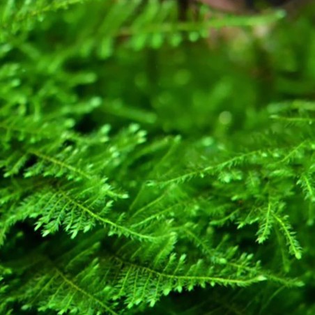 Taiwan Moss (Taxiphyllum Alternans) in Vitro Taiwan Moss (Taxiphyllum Alternans) in Vitro