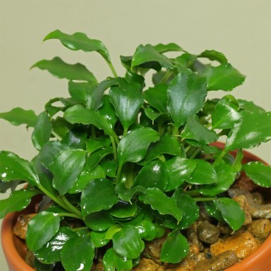 Schismaglottis Priertoi