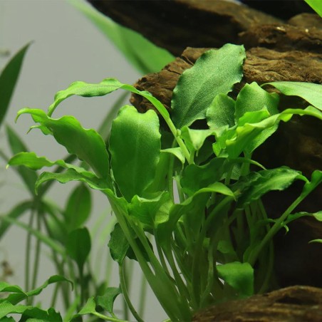 Schismaglottis Priertoi