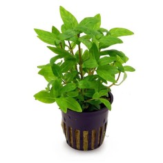 Staurogyne Repens