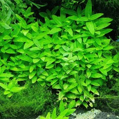 Staurogyne Repens 2