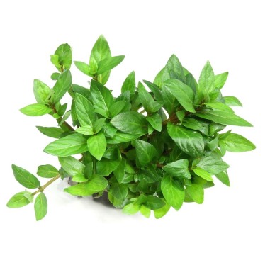 Staurogyne Repens