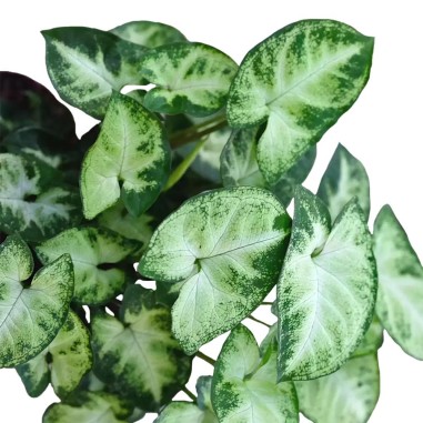 Syngonium Pixie