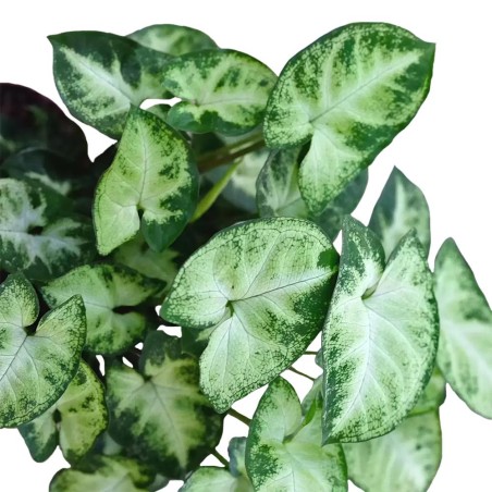 Syngonium Pixie