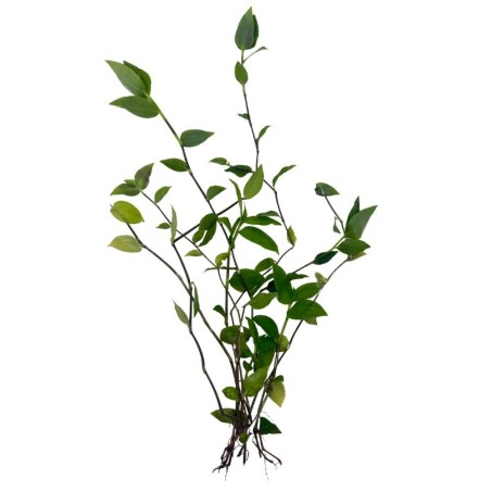 Tradescantia Green