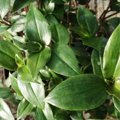 Tradescantia Green 2