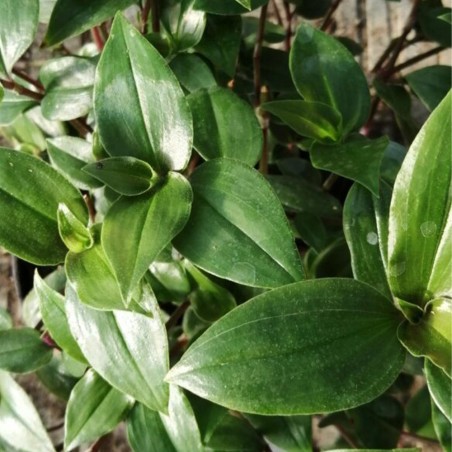 Tradescantia Green