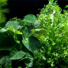 Tronco Composizione Anubias Microsorium E Muschi - Misura Large 35/45cm 2