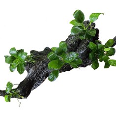 Tronco Con Anubias Barteri - Misura Media