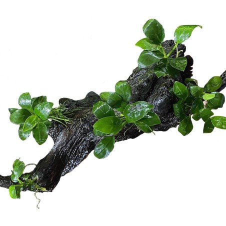 Tronco Con Anubias Barteri - Misura Media