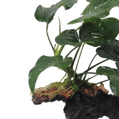 Tronco Con Anubias Barteri - Misura Media 2