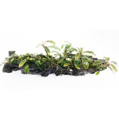 Tronco Con Bucephalandra - Misura Media 5-10cm 2