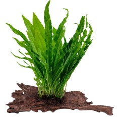 Tronco Con Microsorium Pteropus 2