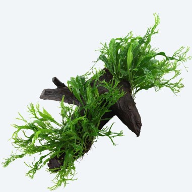 Tronco Con Microsorium Pteropus Windelov - Misura Media 10/25cm