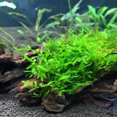 Tronco Con Vesicularia Dubyana - Misura Media 10/20cm 2