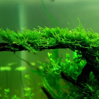 Tronco Con Vesicularia Dubyana - Misura Media 10/20cm