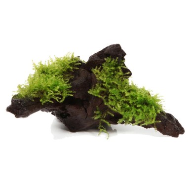 Tronco Con Vesicularia Dubyana - Misura Media 10/20cm