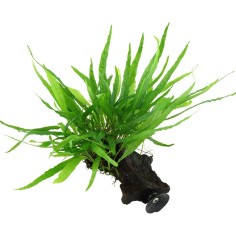 Tronco Galleggiante Con Microsorium Pteropus