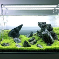 Utricularia Graminifolia in Vitro 2