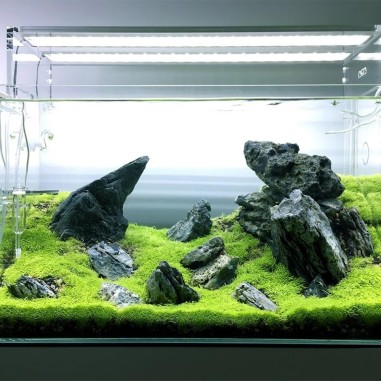 Utricularia Graminifolia in Vitro