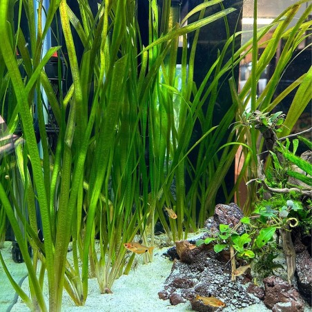 Vallisneria Gigantea