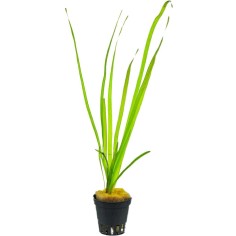 Vallisneria Nana