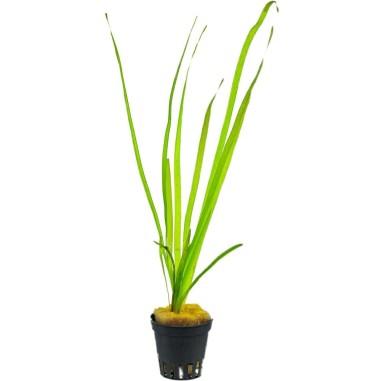 Vallisneria Nana