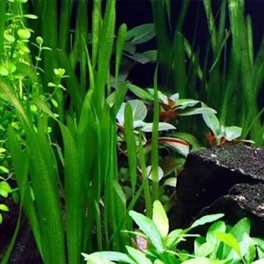 Vallisneria Nana