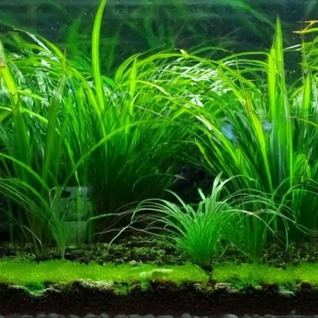 Vallisneria Nana